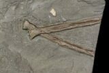 Fossil Ichthyosaur Bone Plate - Germany #114196-1